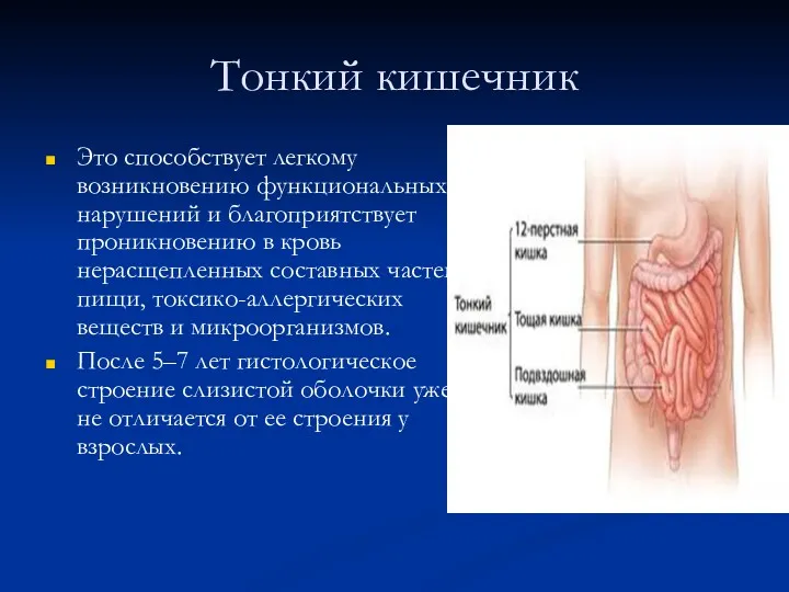 Тонкий кишечник Это способствует легкому возникновению функциональных нарушений и благоприятствует