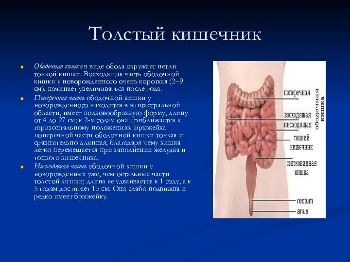 Толстый кишечник Ободочная кишка в виде обода окружает петли тонкой