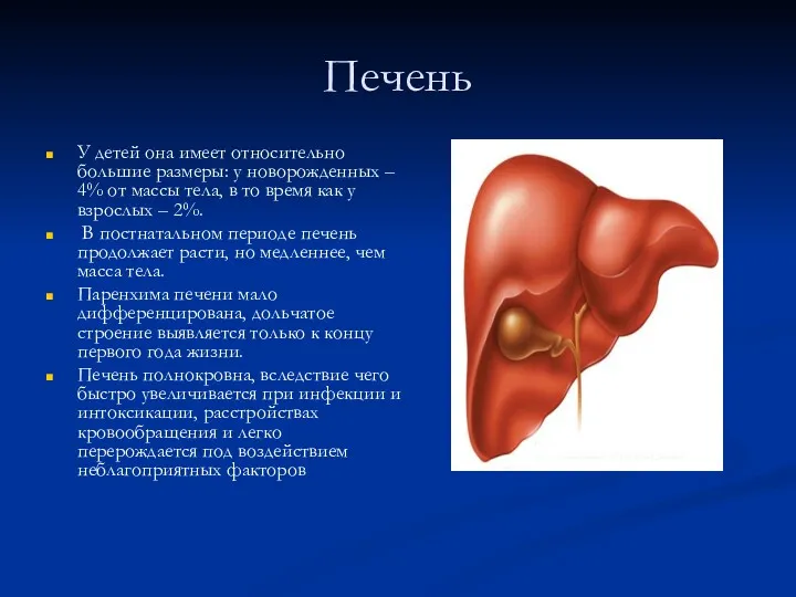 Печень У детей она имеет относительно большие размеры: у новорожденных