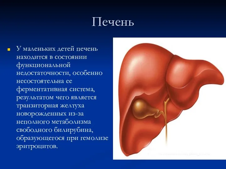 Печень У маленьких детей печень находится в состоянии функциональной недостаточности,