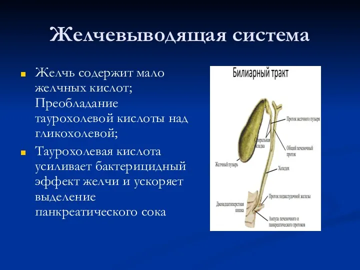 Желчевыводящая система Желчь содержит мало желчных кислот; Преобладание таурохолевой кислоты