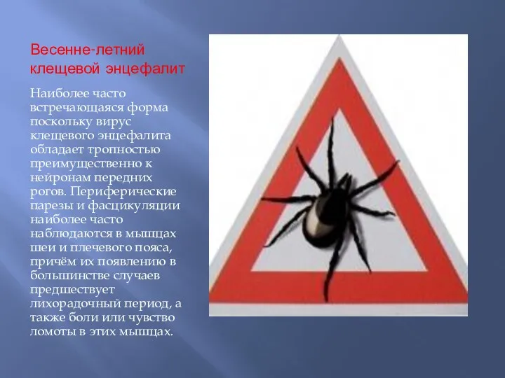 Весенне-летний клещевой энцефалит Наиболее часто встречающаяся форма поскольку вирус клещевого