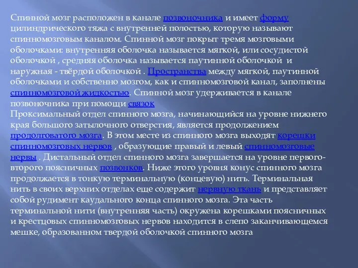 Спинной мозг расположен в канале позвоночника и имеет форму цилиндрического