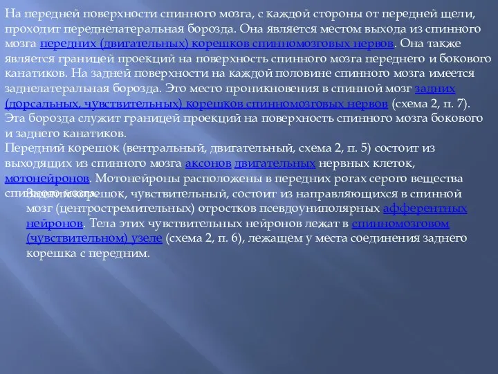 На передней поверхности спинного мозга, с каждой стороны от передней