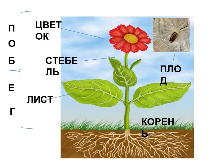 ЦВЕТОК СТЕБЕЛЬ ЛИСТ КОРЕНЬ ПЛОД П О Б Е Г