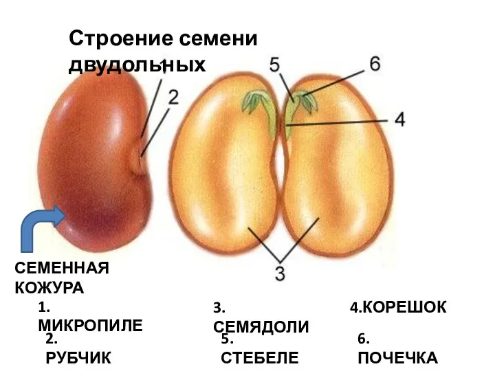 Строение семени двудольных 1.МИКРОПИЛЕ 2.РУБЧИК 3.СЕМЯДОЛИ 4.КОРЕШОК 5.СТЕБЕЛЕК 6.ПОЧЕЧКА СЕМЕННАЯ КОЖУРА