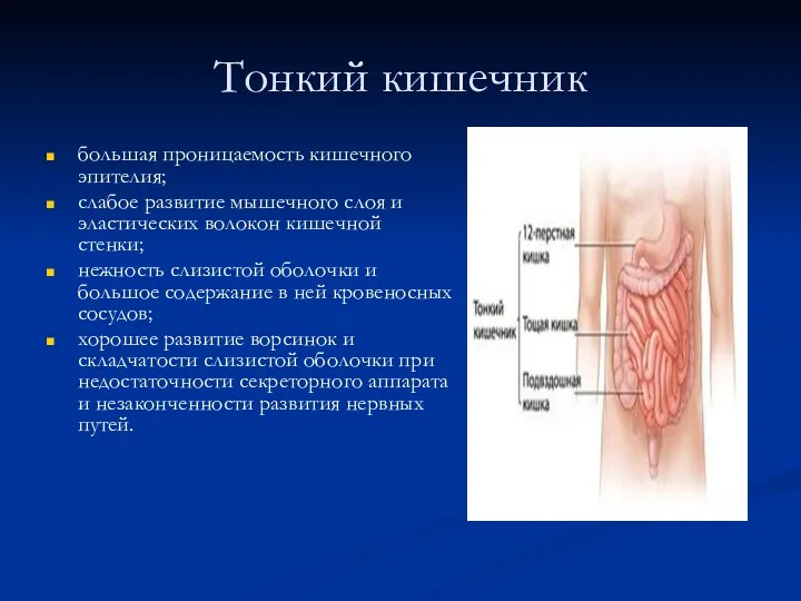 Тонкий кишечник большая проницаемость кишечного эпителия; слабое развитие мышечного слоя