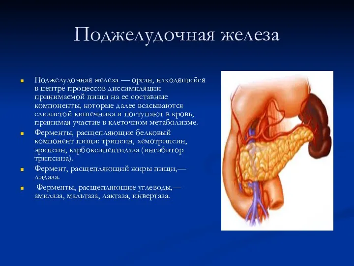 Поджелудочная железа Поджелудочная железа — орган, находящийся в центре процессов
