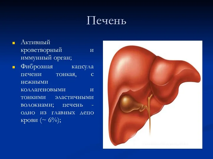 Печень Активный кроветворный и иммунный орган; Фиброзная капсула печени тонкая,