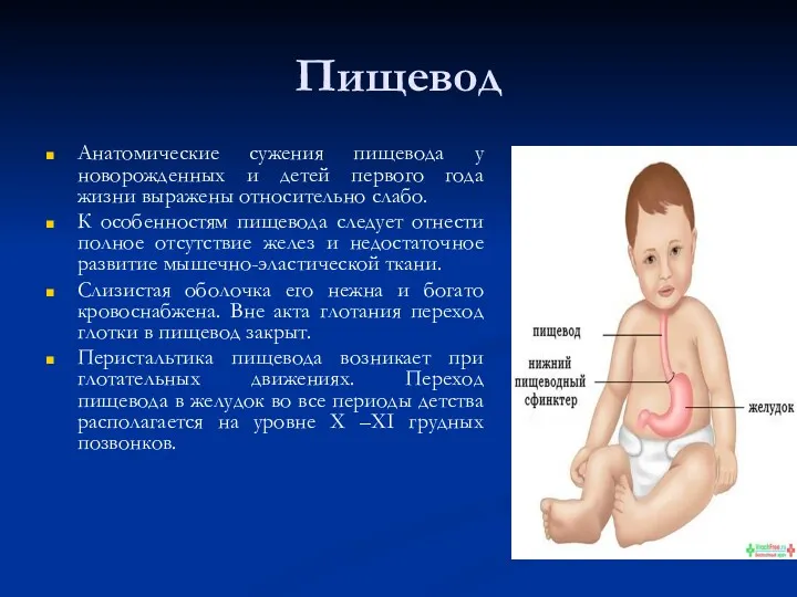 Пищевод Анатомические сужения пищевода у новорожденных и детей первого года