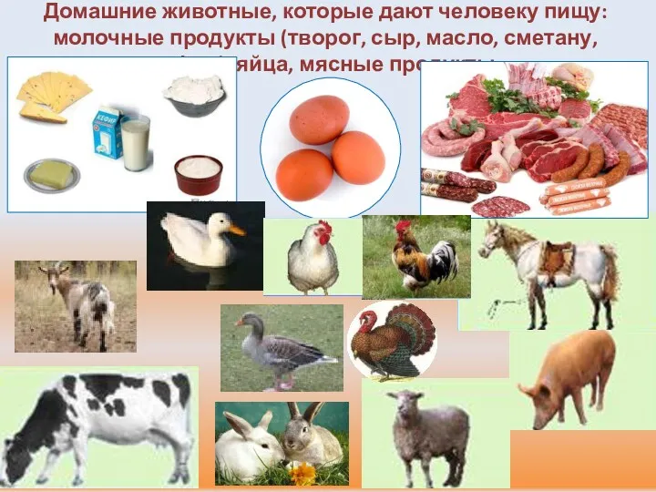 Домашние животные, которые дают человеку пищу: молочные продукты (творог, сыр, масло, сметану, кефир), яйца, мясные продукты.