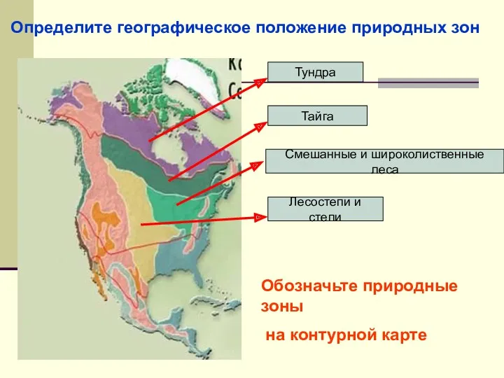 Определите географическое положение природных зон Тундра Тайга Смешанные и широколиственные