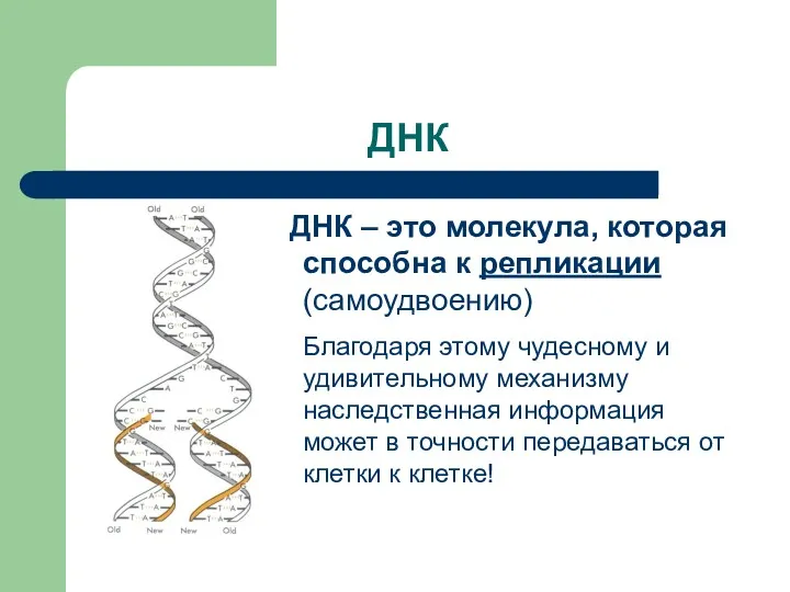 ДНК ДНК – это молекула, которая способна к репликации (самоудвоению)