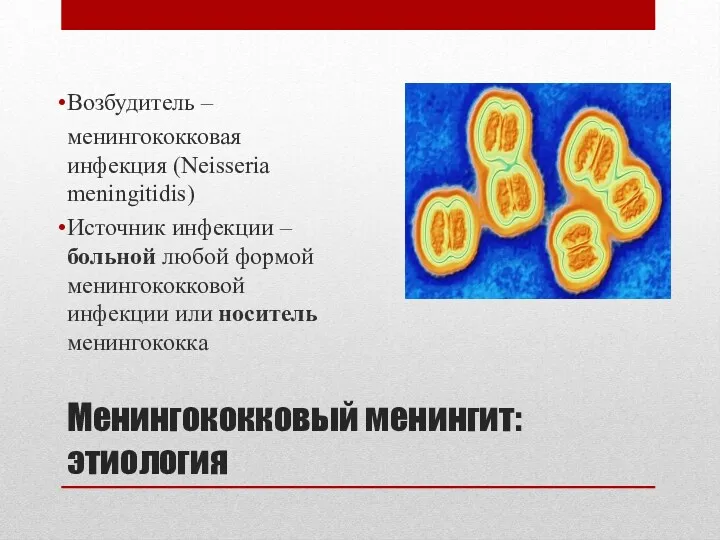 Менингококковый менингит: этиология Возбудитель – менингококковая инфекция (Neisseria meningitidis) Источник