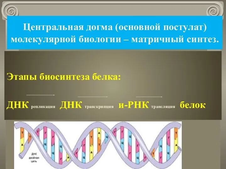 Центральная догма (основной постулат) молекулярной биологии – матричный синтез. Этапы