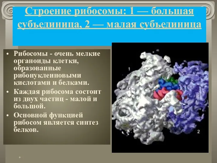 Строение рибосомы: 1 — большая субъединица, 2 — малая субъединица