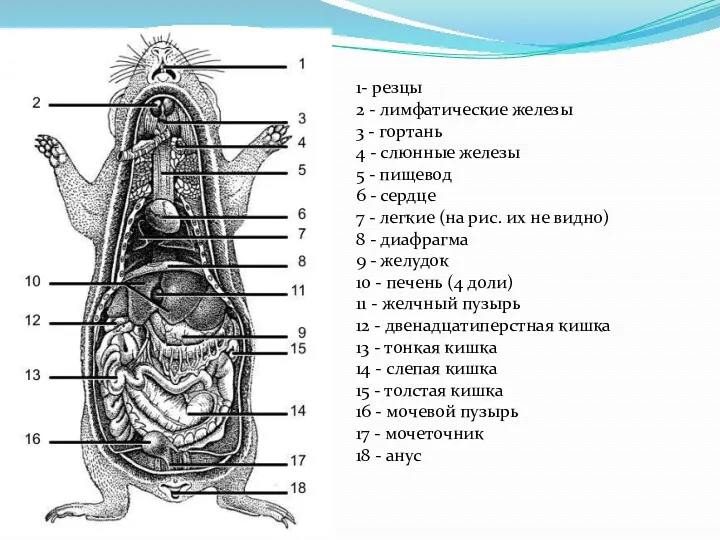 1- резцы 2 - лимфатические железы 3 - гортань 4