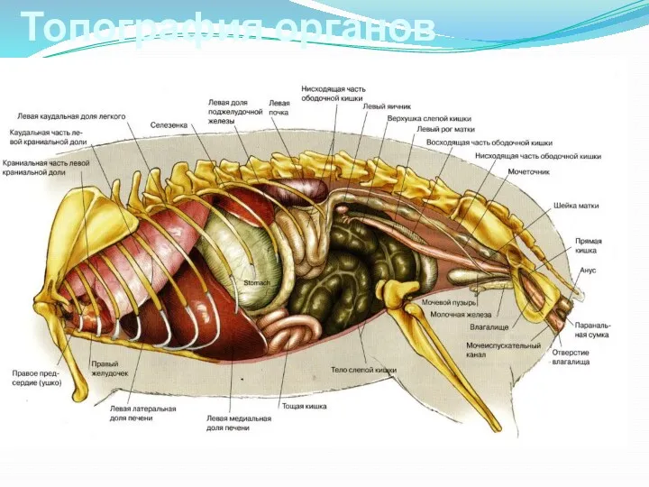 Топография органов