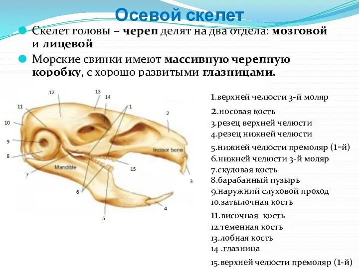 Осевой скелет Скелет головы – череп делят на два отдела: