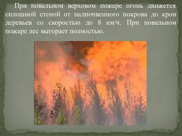 При повальном верховом пожаре огонь движется сплошной стеной от надпочвенного