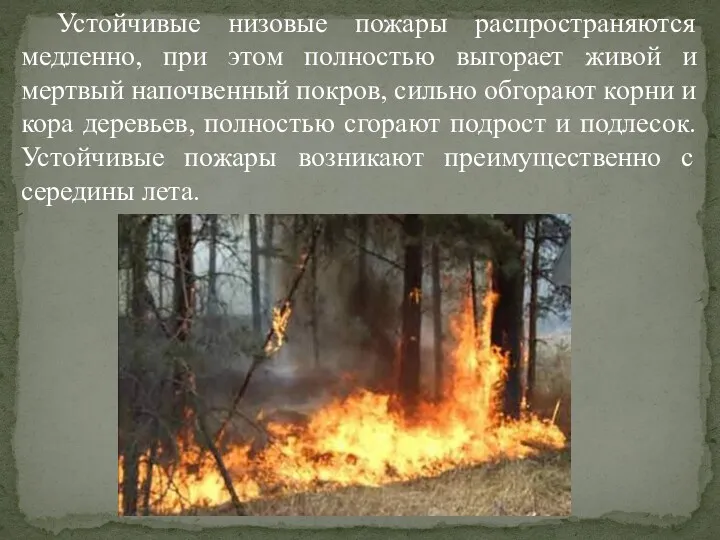 Устойчивые низовые пожары распространяются медленно, при этом полностью выгорает живой