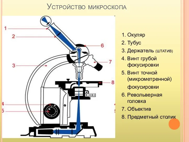 Устройство микроскопа 1. Окуляр 2. Тубус 3. Держатель (ШТАТИВ) 4.