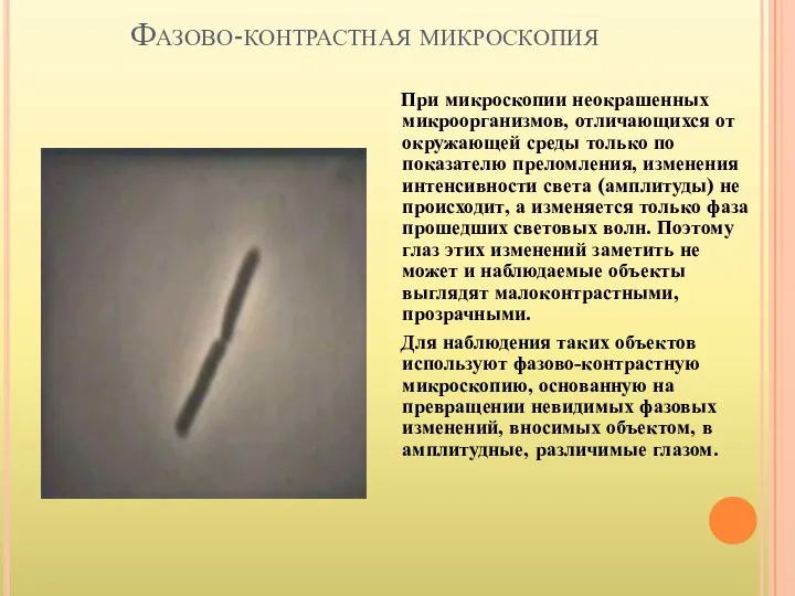 Фазово-контрастная микроскопия При микроскопии неокрашенных микроорганизмов, отличающихся от окружающей среды
