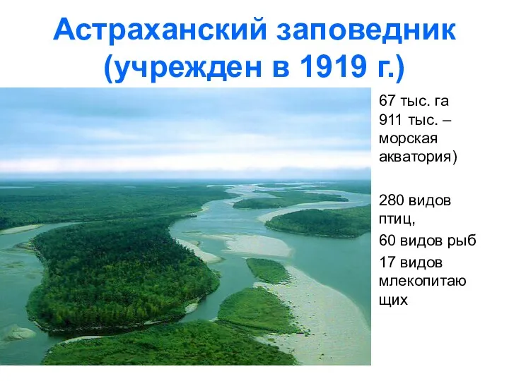 Астраханский заповедник (учрежден в 1919 г.) 67 тыс. га 911