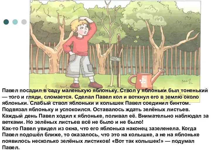 Павел посадил в саду маленькую яблоньку. Ствол у яблоньки был