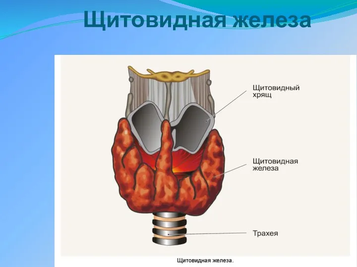 Щитовидная железа