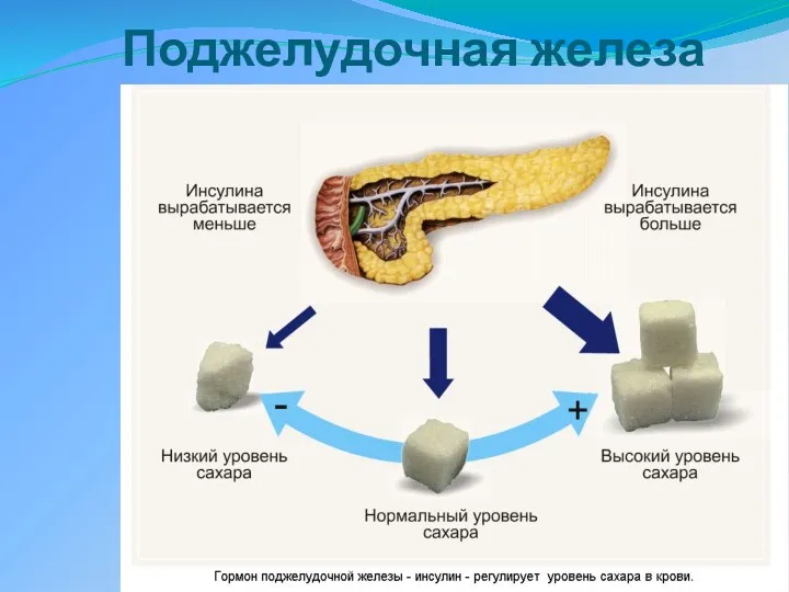 Поджелудочная железа