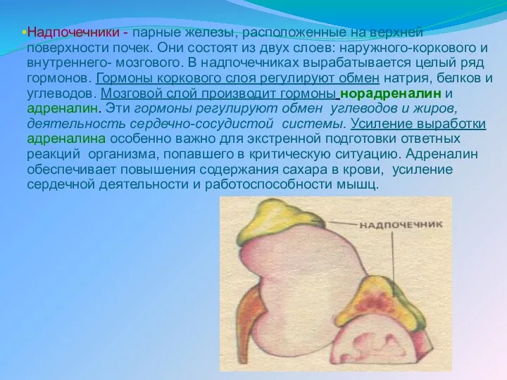 Надпочечники - парные железы, расположенные на верхней поверхности почек. Они