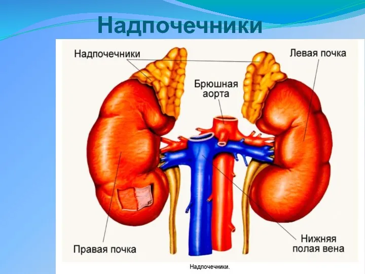 Надпочечники