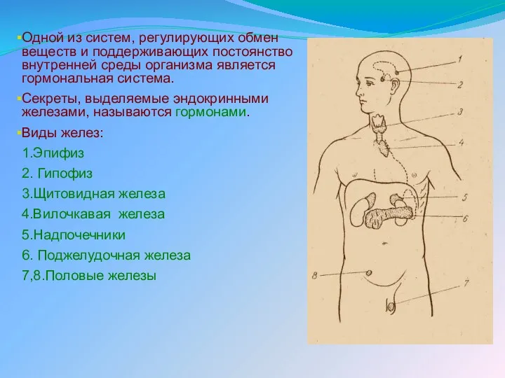 Одной из систем, регулирующих обмен веществ и поддерживающих постоянство внутренней