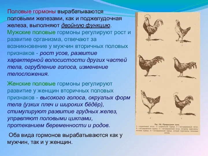 Половые гормоны вырабатываются половыми железами, как и поджелудочная железа, выполняют