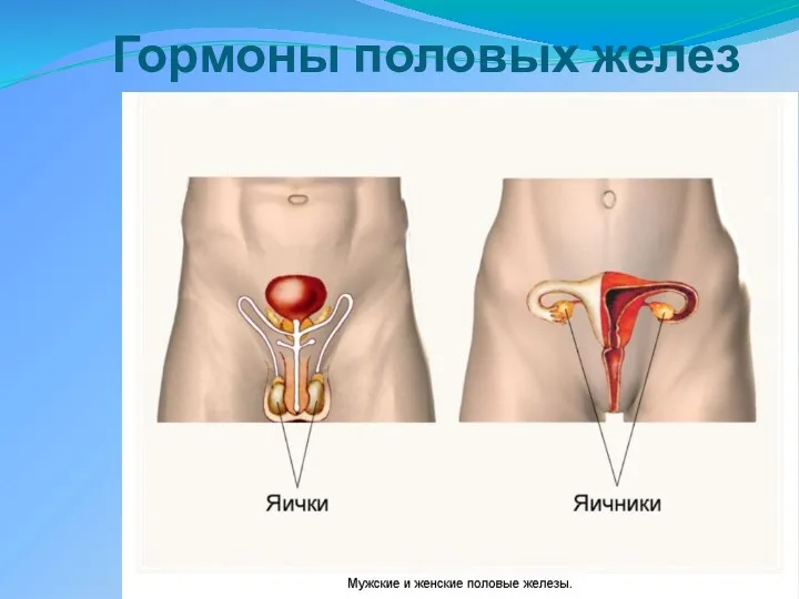 Гормоны половых желез