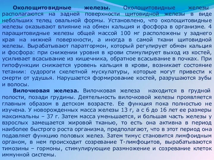 Околощитовидные железы. Околощитовидные железы располагаются на задней поверхности щитовидной железы