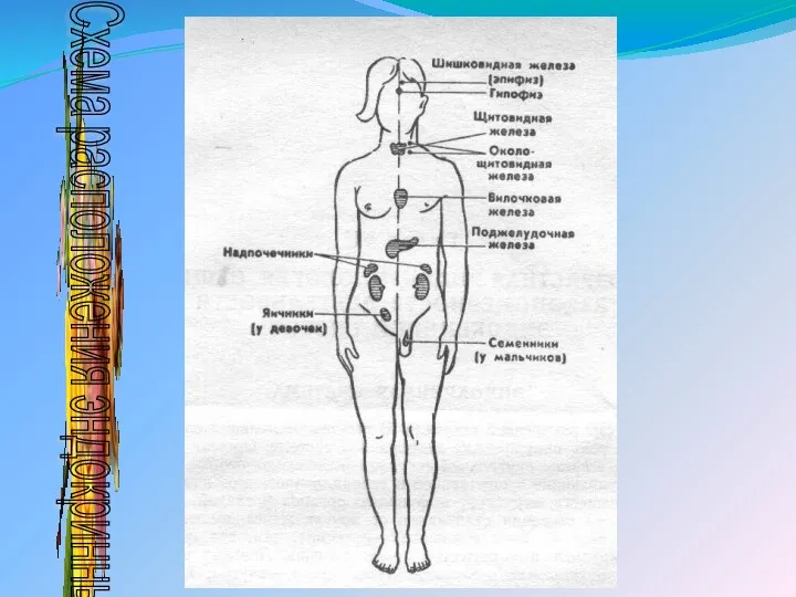 Схема расположения эндокринных желез