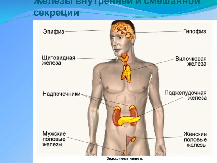 Железы внутренней и смешанной секреции