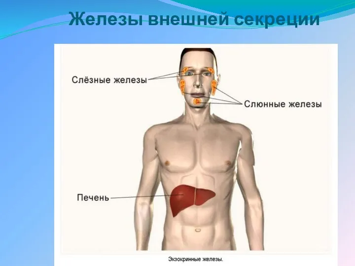 Железы внешней секреции