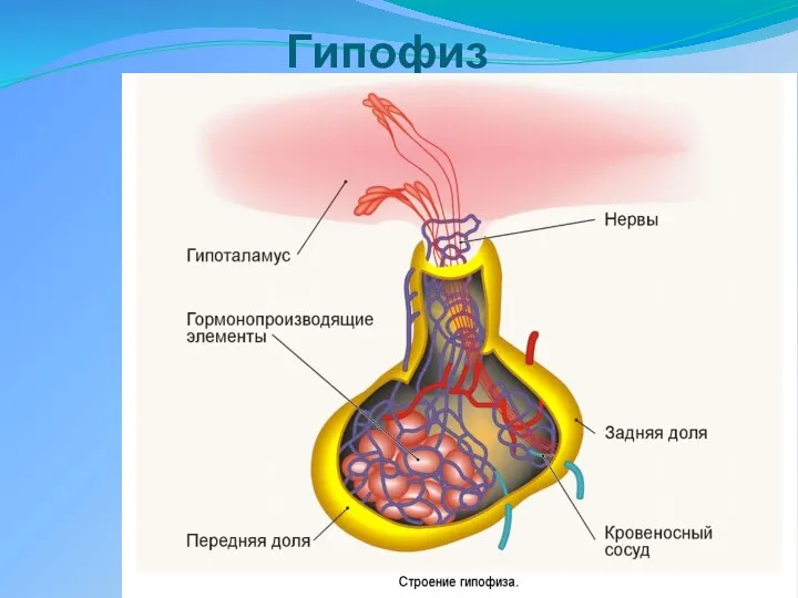 Гипофиз