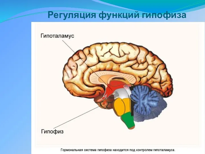 Регуляция функций гипофиза