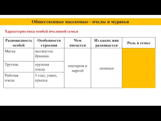 Общественные насекомые - пчелы и муравьи Характеристика особей пчелиной семьи