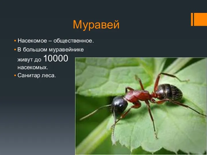 Муравей Насекомое – общественное. В большом муравейнике живут до 10000 насекомых. Санитар леса.