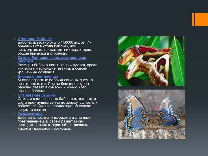 Строение бабочек Бабочек известно около 150000 видов. Их объединяют в