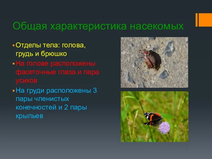 Общая характеристика насекомых Отделы тела: голова, грудь и брюшко На голове расположены фасеточные