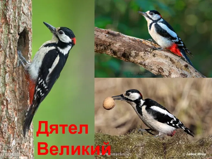 Дятел Великий