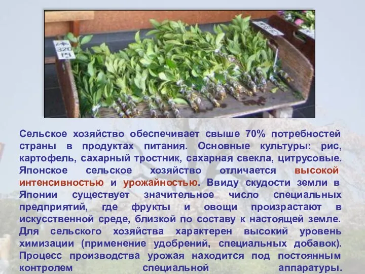 Сельское хозяйство обеспечивает свыше 70% потребностей страны в продуктах питания.