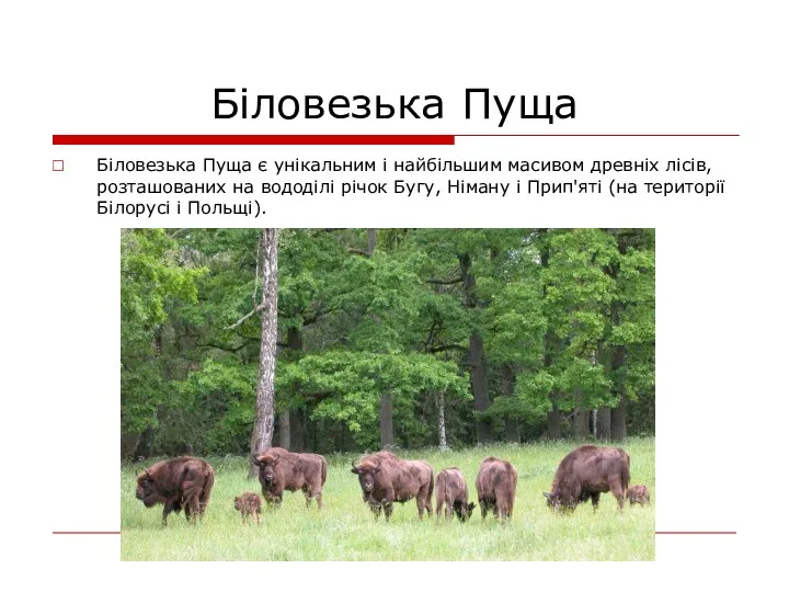 Біловезька Пуща Біловезька Пуща є унікальним і найбільшим масивом древніх лісів, розташованих на