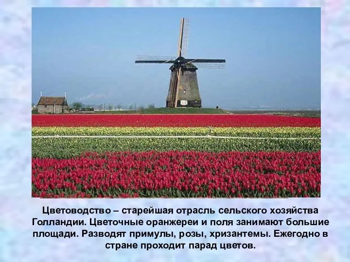Цветоводство – старейшая отрасль сельского хозяйства Голландии. Цветочные оранжереи и